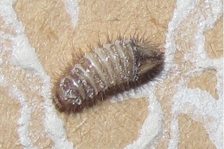 Larva di Anthrenus sp.?